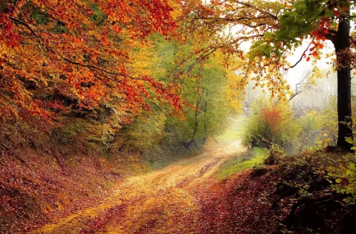 forêt en automne